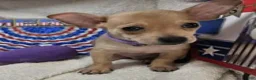 Chihuahua dogs for sale: Angel Boy - Ad 1