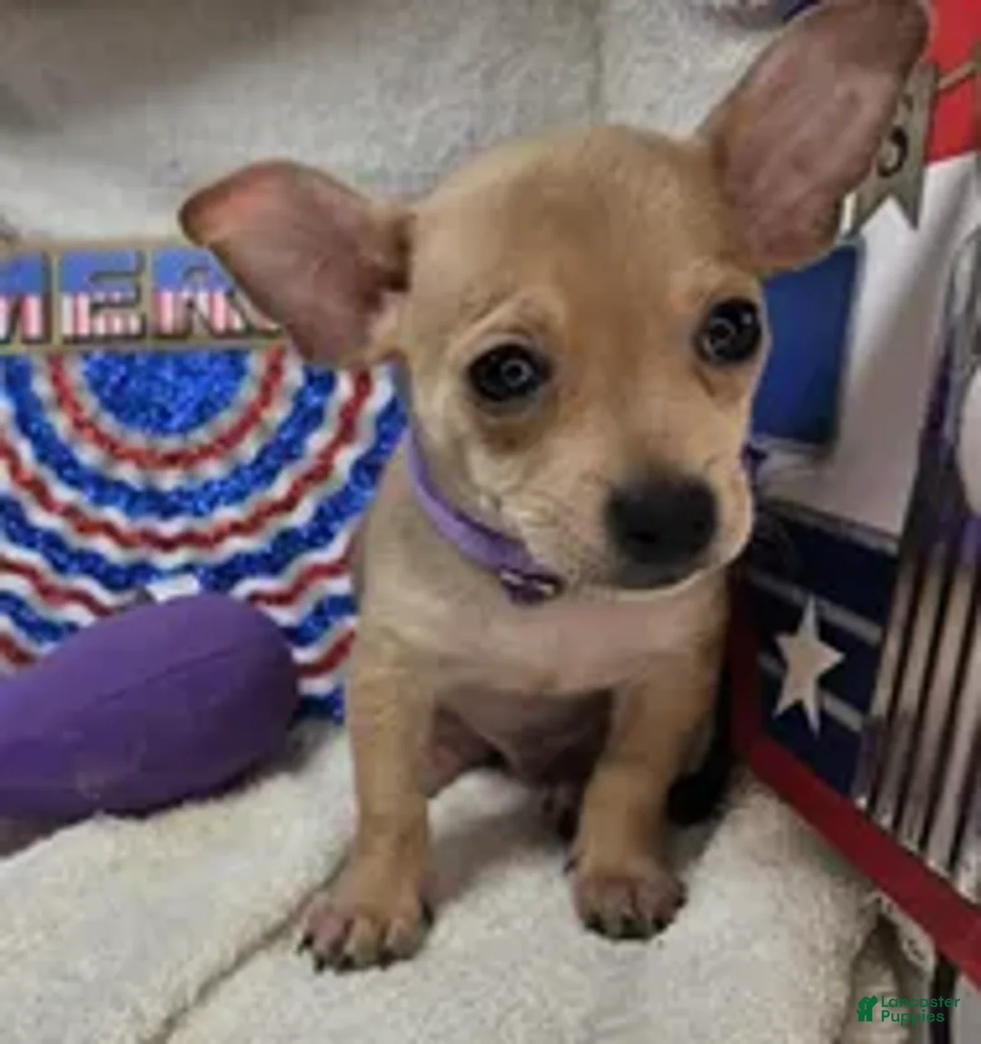 Chihuahua dogs for sale: Angel Boy - Ad 1