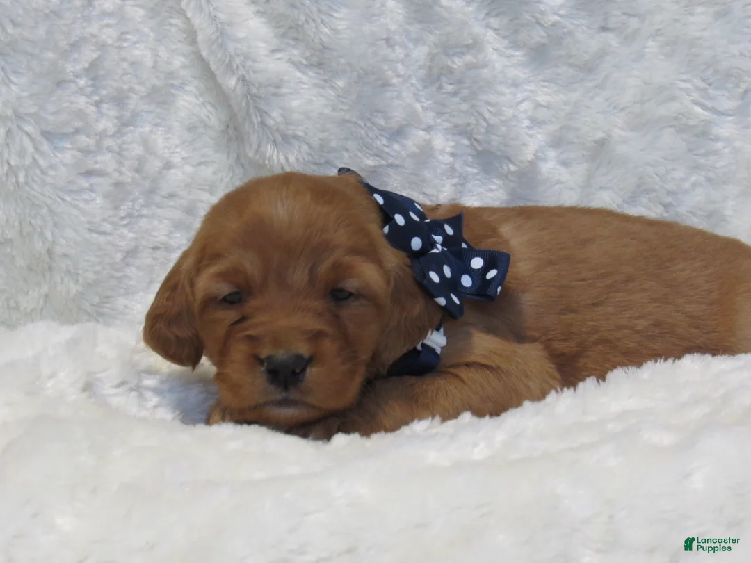 Golden Retriever dogs for sale: HUDSON - Ad 3