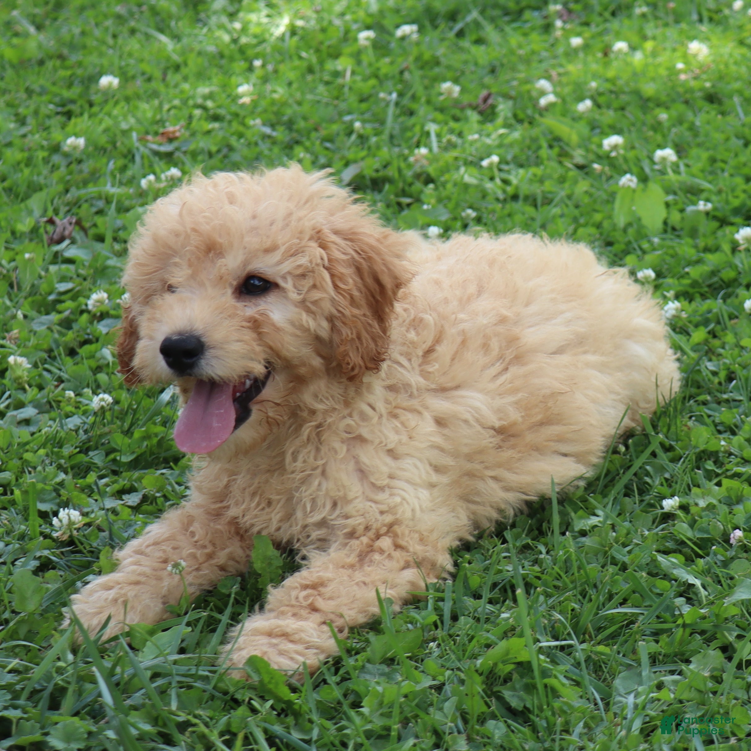 Mini Goldendoodle dogs Fluffy - Ad 2