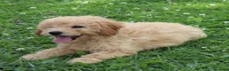 Mini Goldendoodle dogs for sale: Fluffy - Ad 2