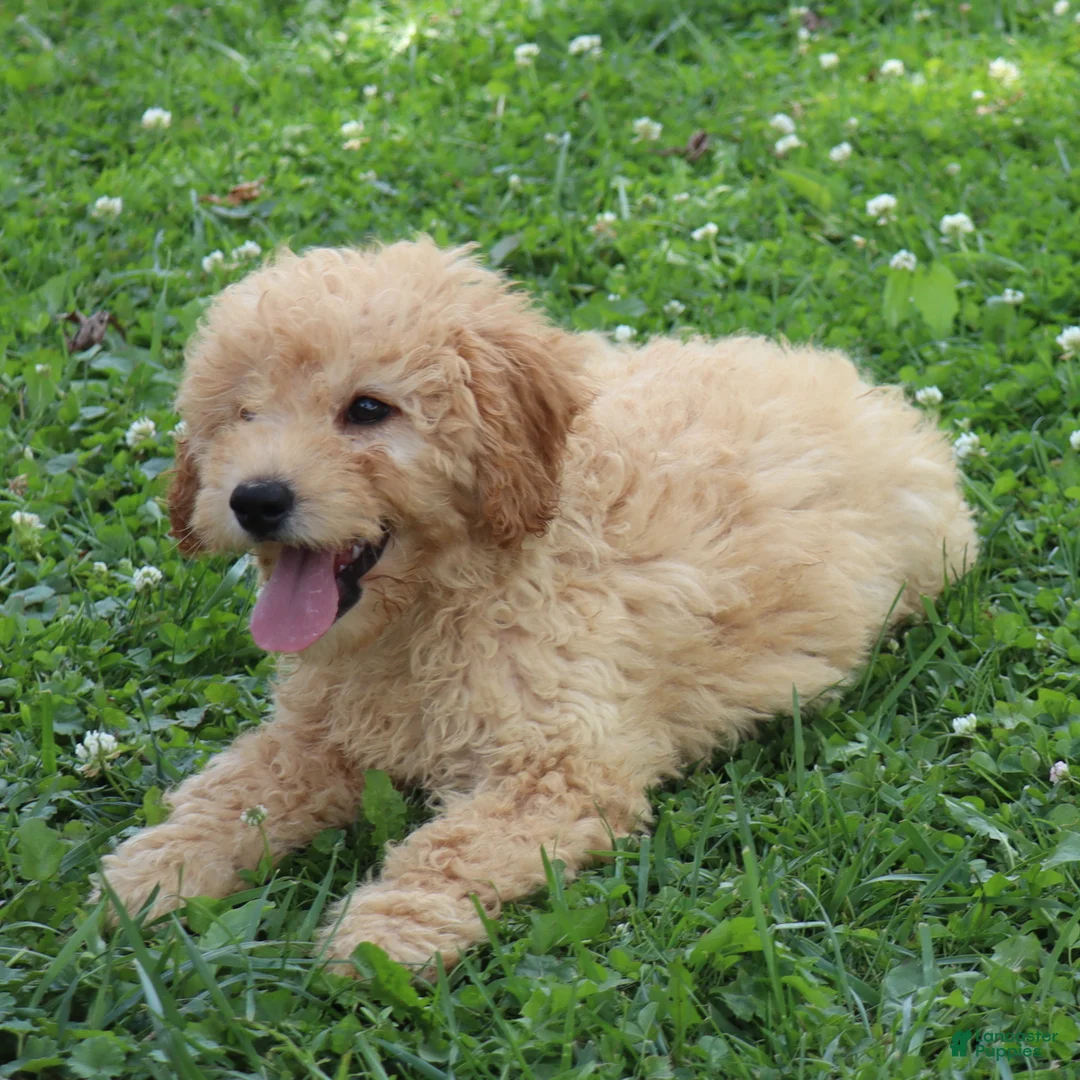 Mini Goldendoodle dogs for sale: Fluffy - Ad 2