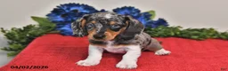 Miniature Dachshund dogs for sale: Owen - Ad 3
