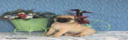 Pug dogs for sale: Landon - Ad 5