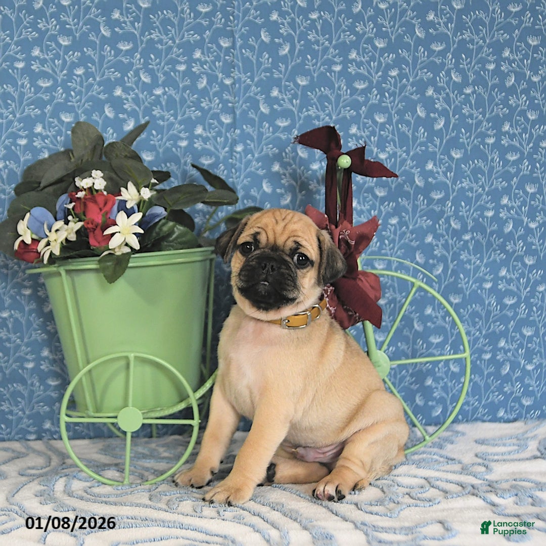 Pug dogs for sale: Landon - Ad 5