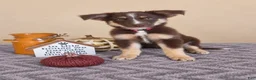 Australian Shepherd dogs for sale: Winnie - Ad 1