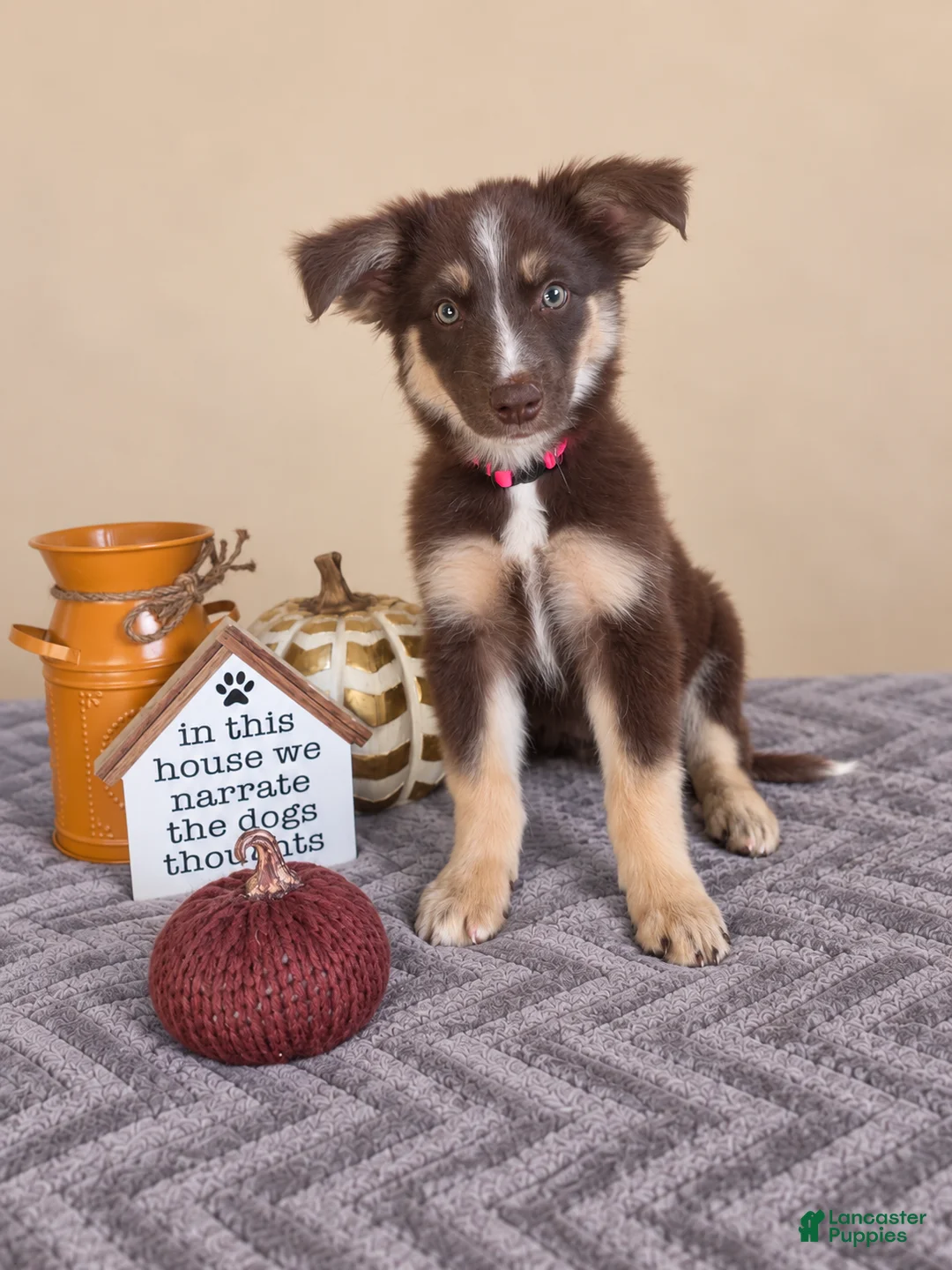Australian Shepherd dogs for sale: Winnie - Ad 1