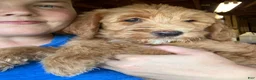 Labradoodle dogs for sale: Fern - Ad 8