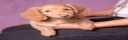 Miniature Dachshund dogs for sale: Peanut - Ad 10