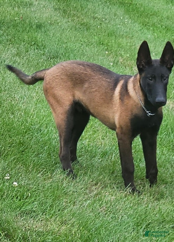 Belgian Malinois dogs vanta blaq - Ad 1