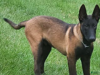 Belgian Malinois dogs vanta blaq - Ad 1