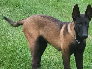 Belgian Malinois dogs vanta blaq - Ad 1