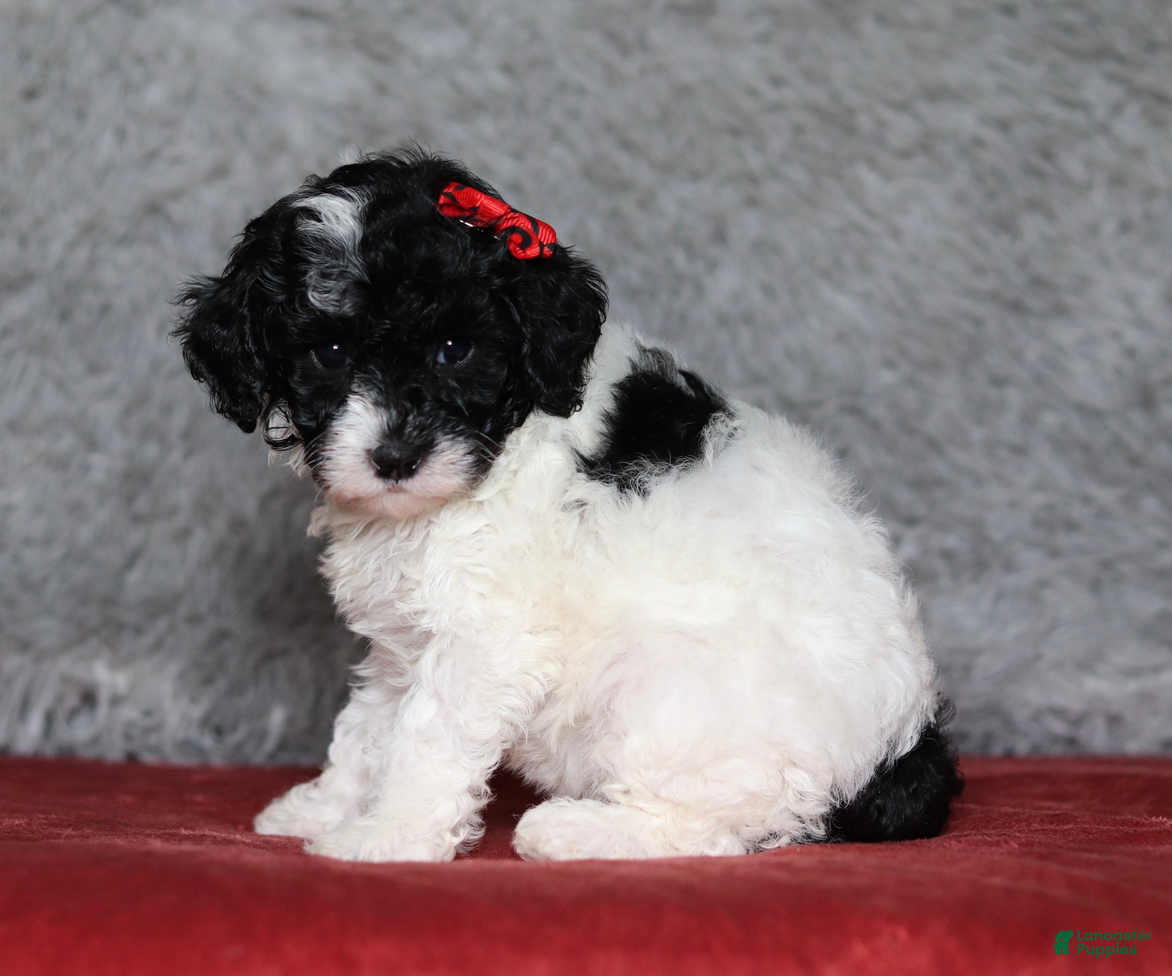 Mixed Breed dogs Paisley  - Ad 2