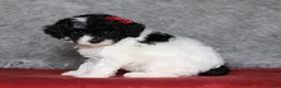 Mixed Breed dogs for sale: Paisley  - Ad 2