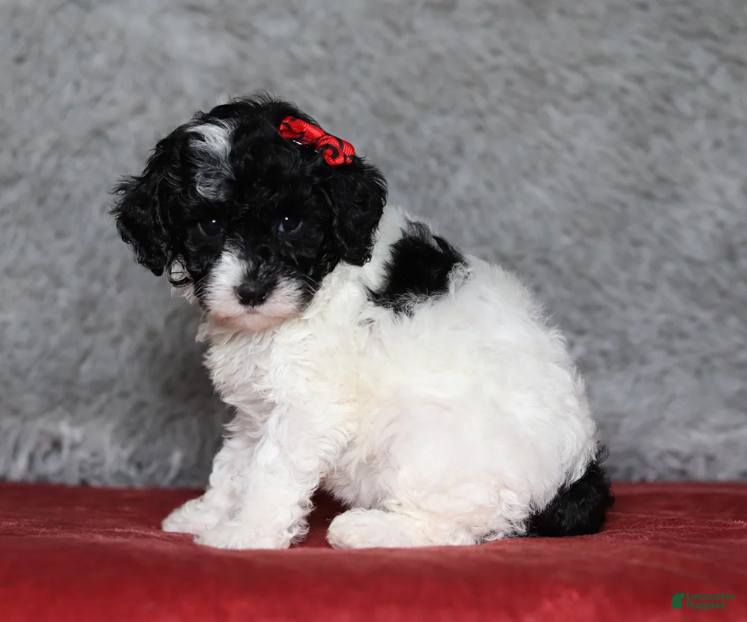 Mixed Breed dogs for sale: Paisley  - Ad 2