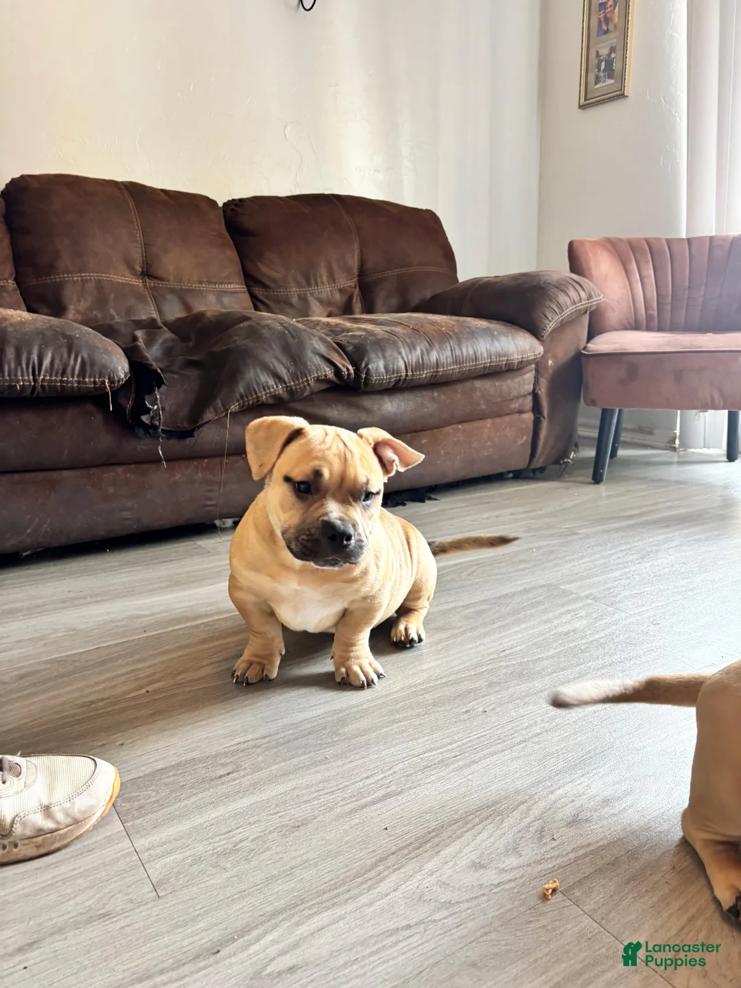 American Bully dogs for sale: American Bully Puppy 2 - Ad 4