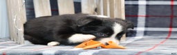 Border Collie dogs for sale:  charlie - Ad 3