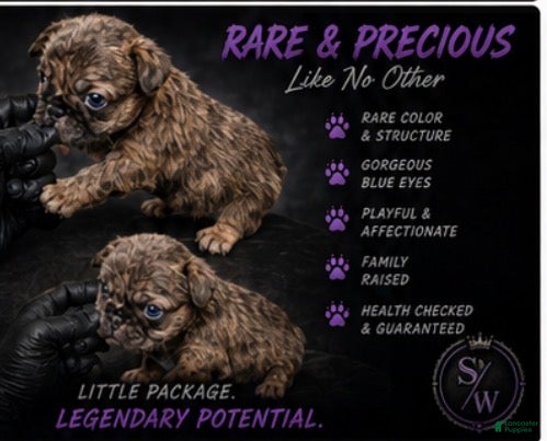 French Bulldog dogs Max - Ad 1