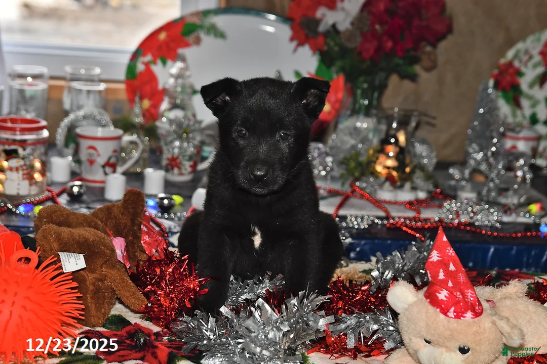 Belgian Malinois dogs for sale: Pepper - Ad 7