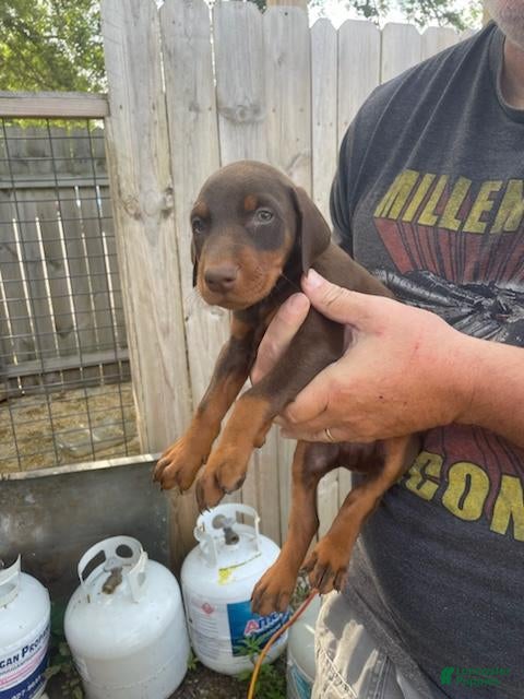 Doberman Pinscher dogs Doberman Pinscher Puppy 7 - Ad 30