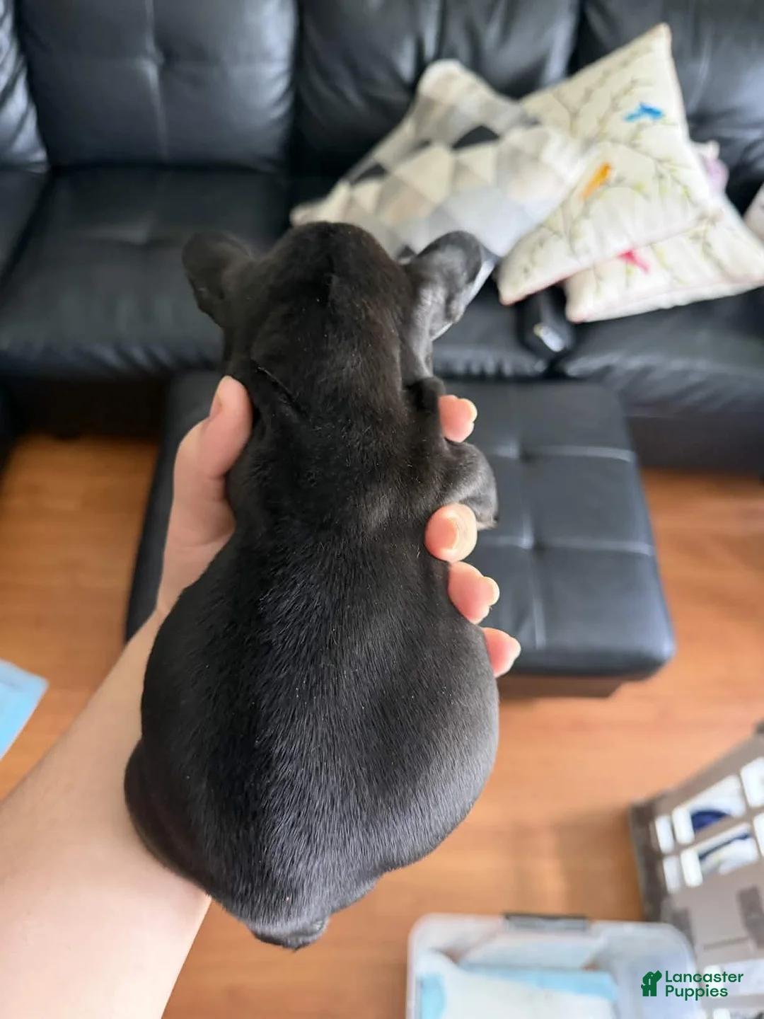 French Bulldog dogs for sale: Biggy - Ad 2