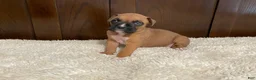 Boxer dogs for sale: Jax - Ad 4
