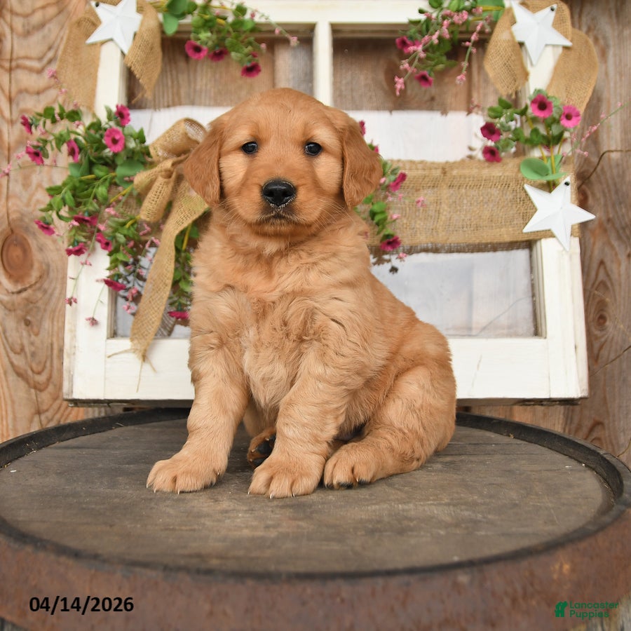 Golden Retriever dogs Levi - Ad 1
