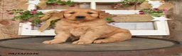 Golden Retriever dogs for sale: Levi - Ad 1