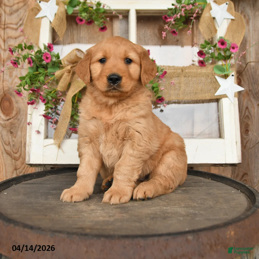 Golden Retriever dogs for sale: Levi - Ad 1