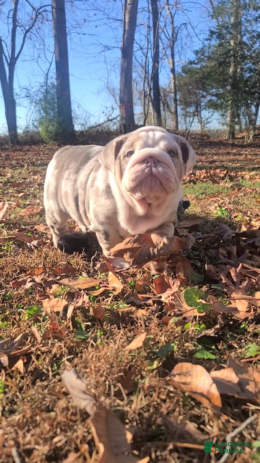 English Bulldog dogs for sale: English Bulldog litter of 3 puppies - Ad 6