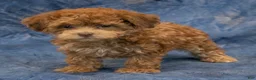 Havapoo dogs for sale: Skye - Ad 6