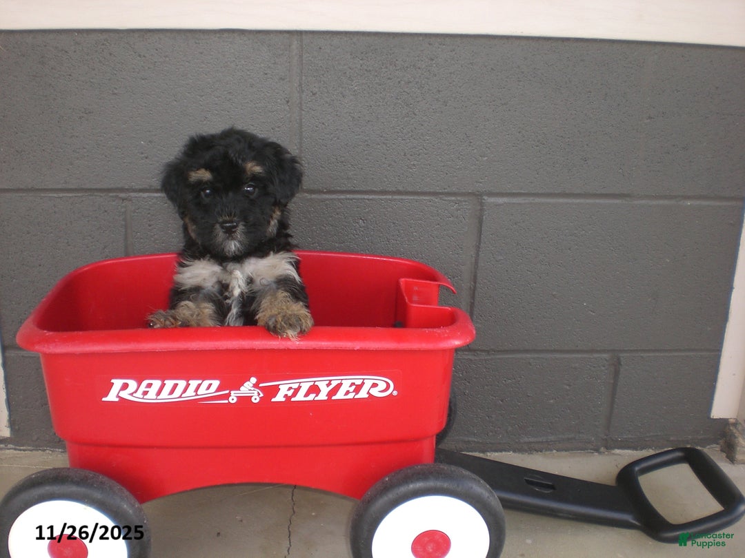 Yorkiepoo dogs for sale: Trent - Ad 6