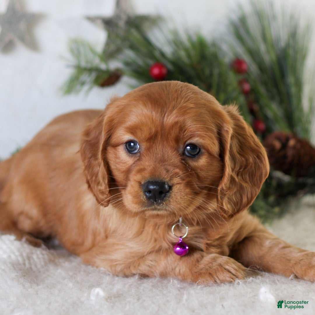 Miniature Golden Retriever dogs for sale: Dixie  - Ad 2