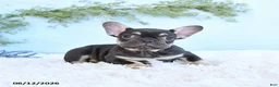 French Bulldog dogs for sale: Gracie - Ad 2