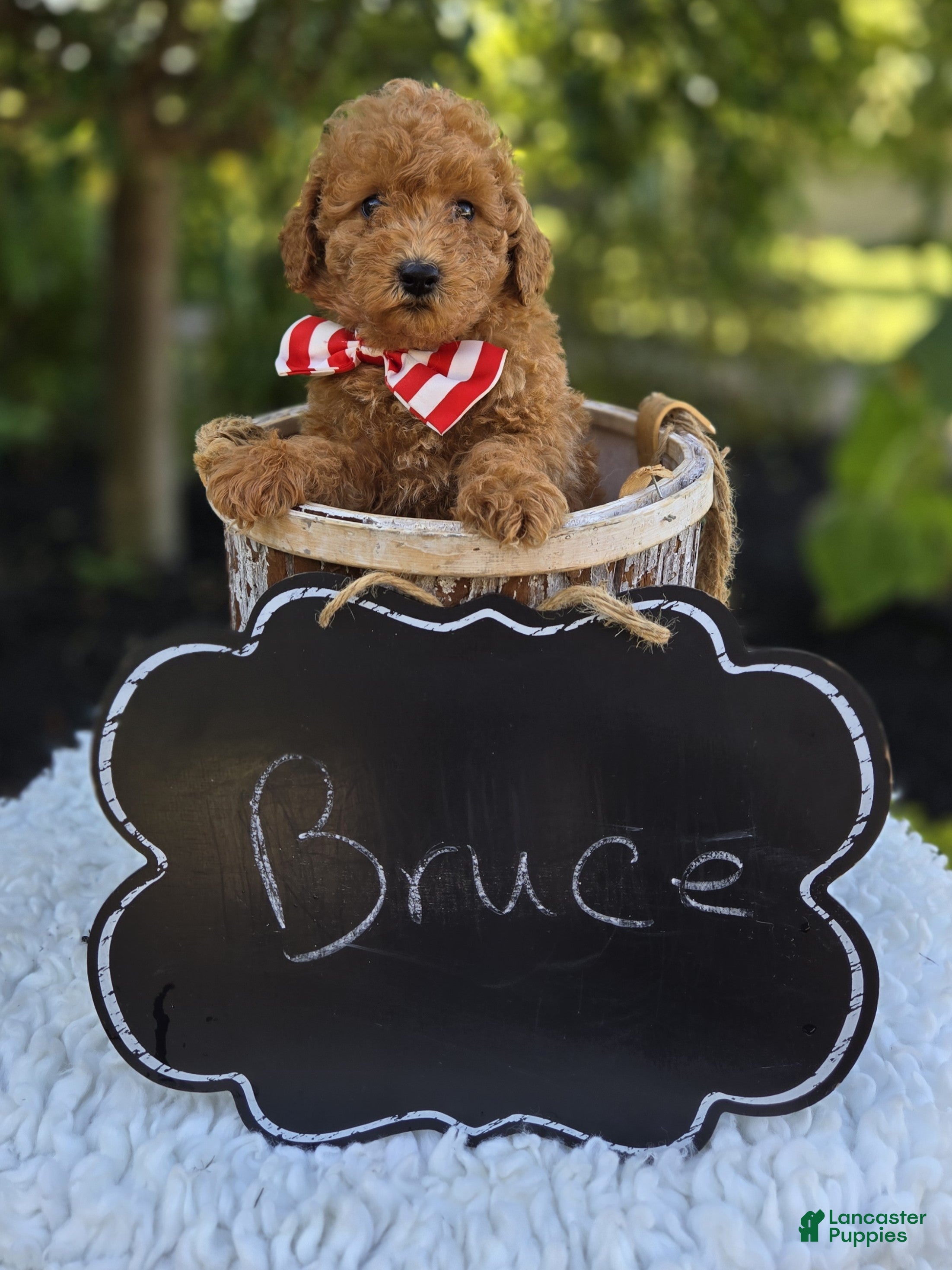 Toy Poodle dogs Bruce - Ad 2