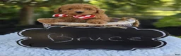 Toy Poodle dogs for sale: Bruce - Ad 2