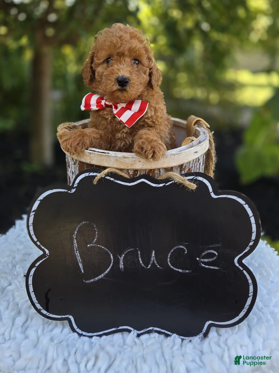 Toy Poodle dogs for sale: Bruce - Ad 2