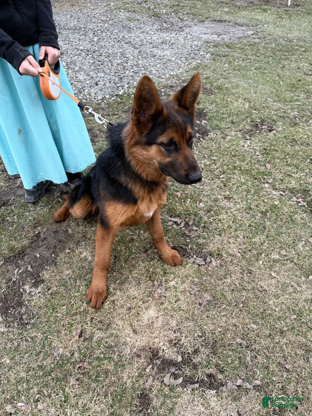 German Shepherd dogs for sale: German Shepherd Puppy 1 - Ad 5