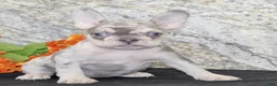French Bulldog dogs for sale: Treva - Ad 2