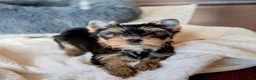 Yorkshire Terrier dogs for sale: Sandy - Ad 2
