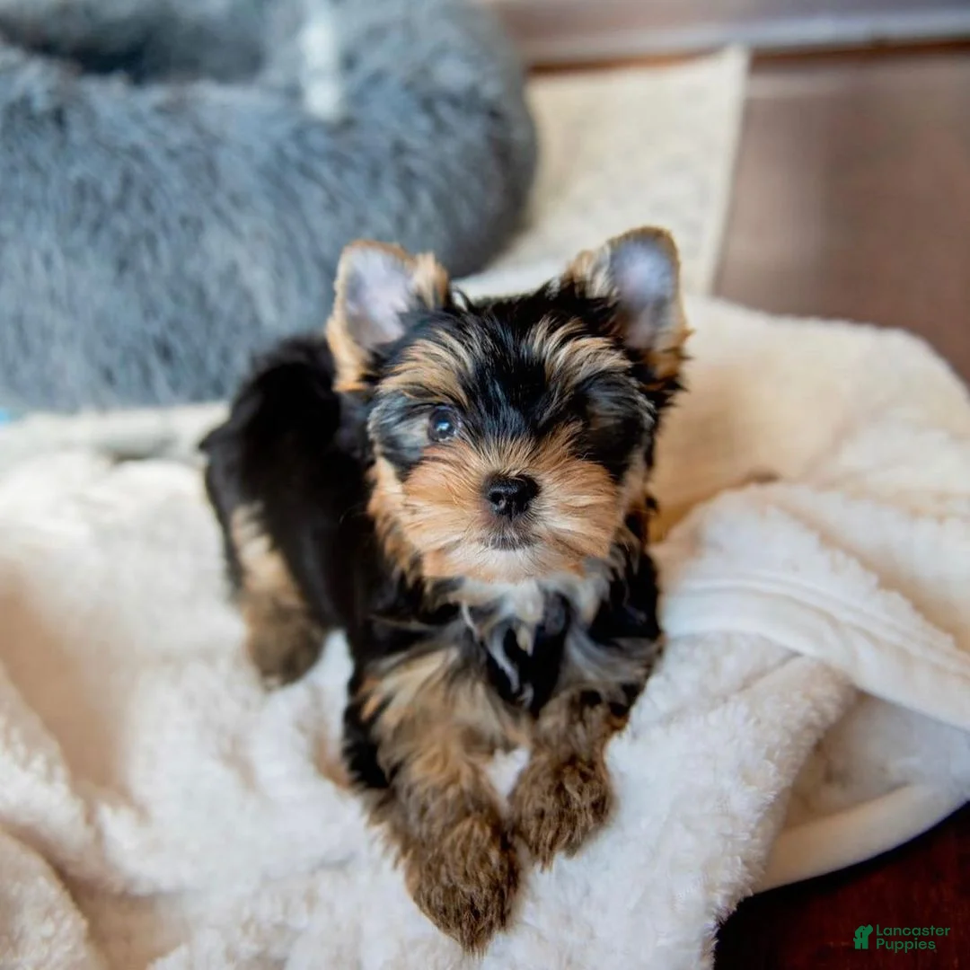 Yorkshire Terrier dogs for sale: Sandy - Ad 2