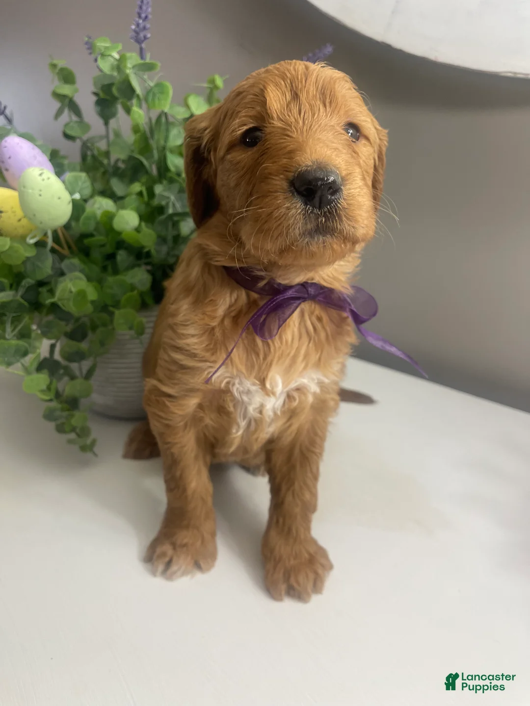 Goldendoodle dogs for sale: Sunny RESERVED - Ad 1