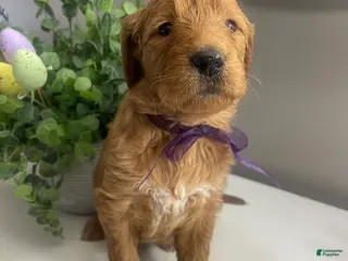 Goldendoodle dogs for sale: Sunny RESERVED - Ad 1