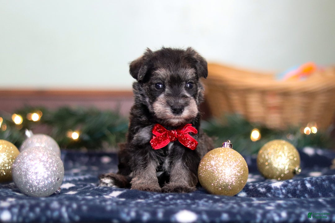 Miniature Schnauzer dogs for sale: Trace - Ad 2