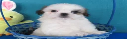 Shih Tzu dogs for sale: Toby - Ad 2