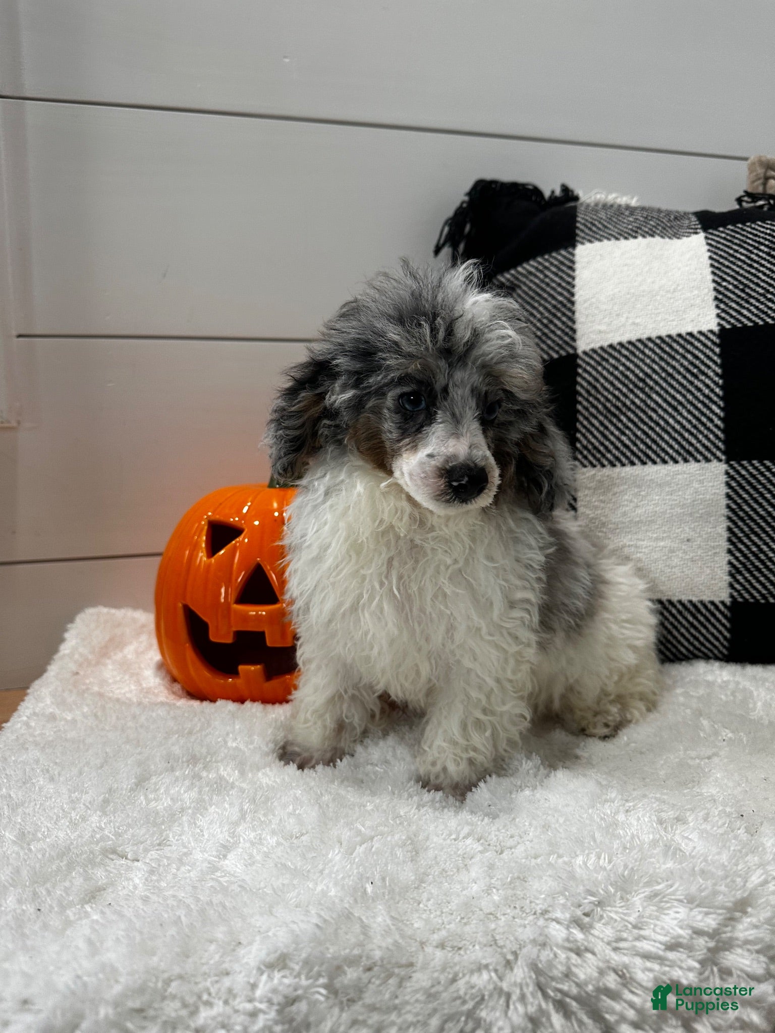 Toy Poodle dogs Louie - Ad 1
