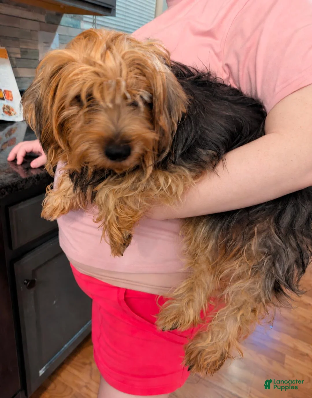 Yorkshire Terrier dogs for sale: Bella - Ad 1