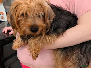 Yorkshire Terrier dogs Bella - Ad 37