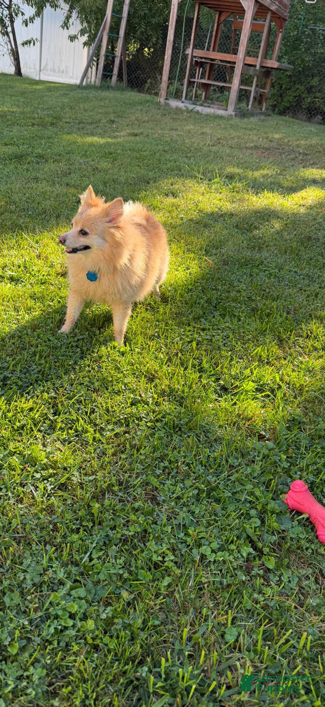 Pomeranian dogs for sale: Pomeranian Puppy 1 - Ad 25