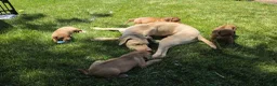 Rhodesian Ridgeback dogs for sale: Jahzara - Ad 13